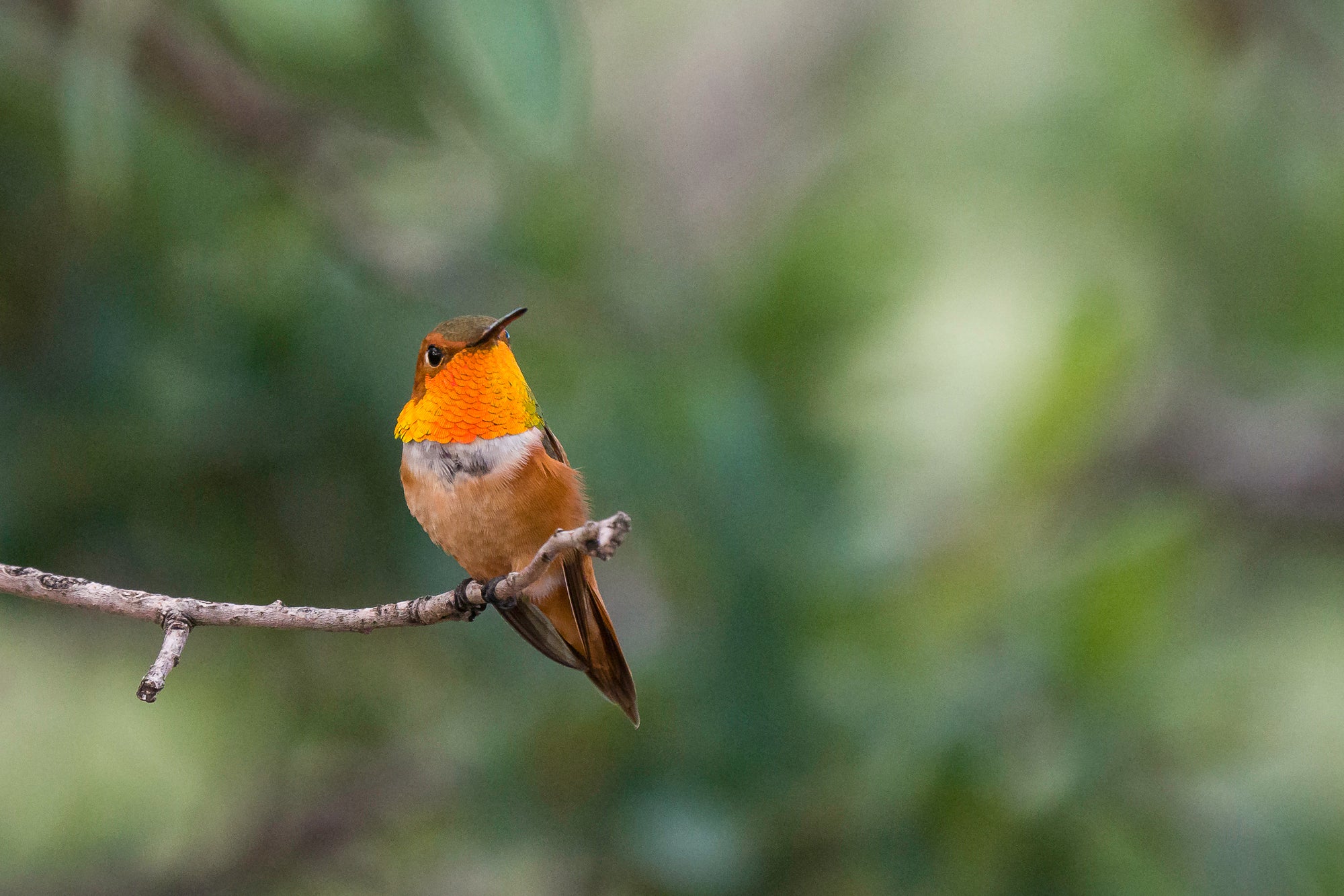 Mastering Hummingbird Photography