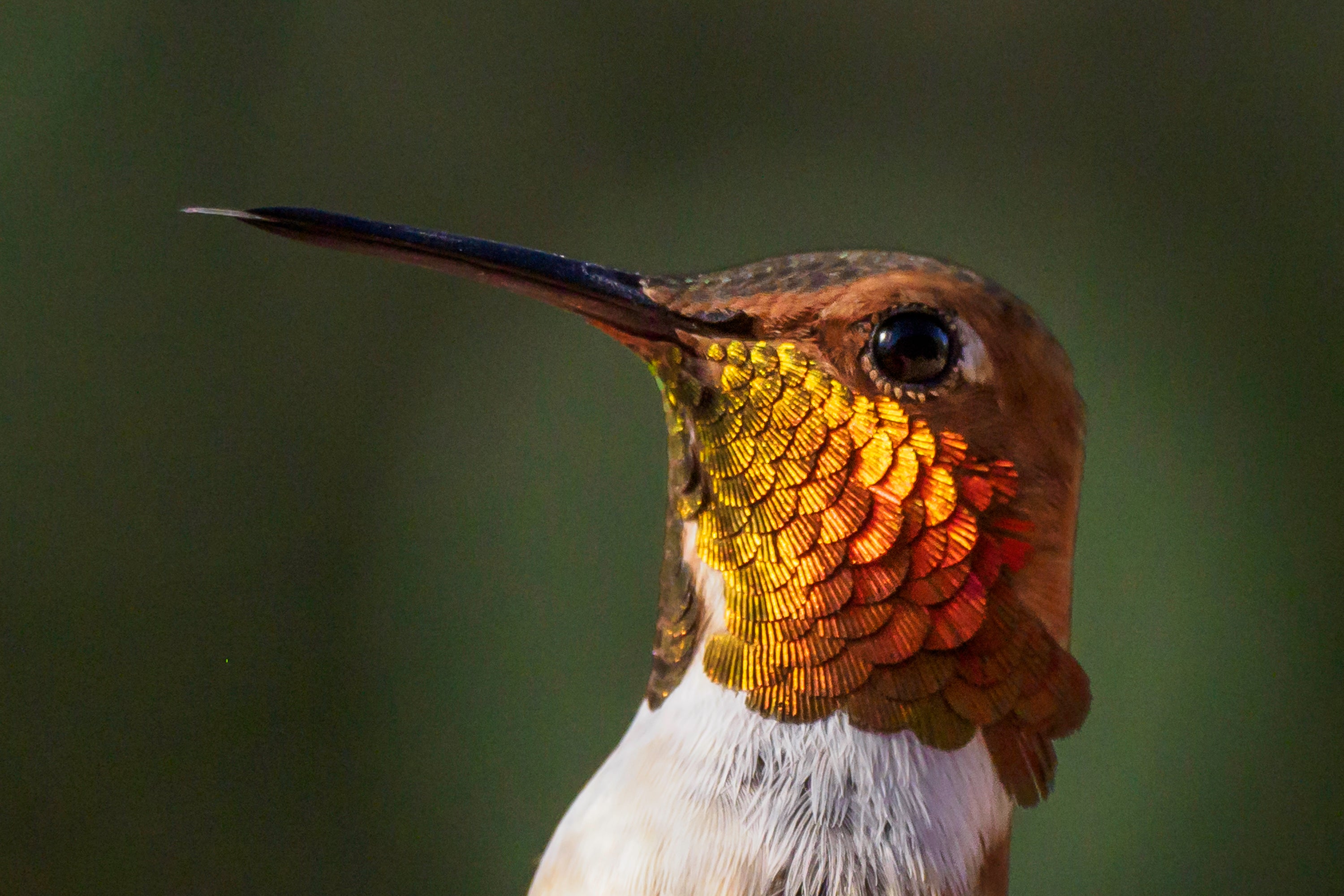 Mastering Hummingbird Photography