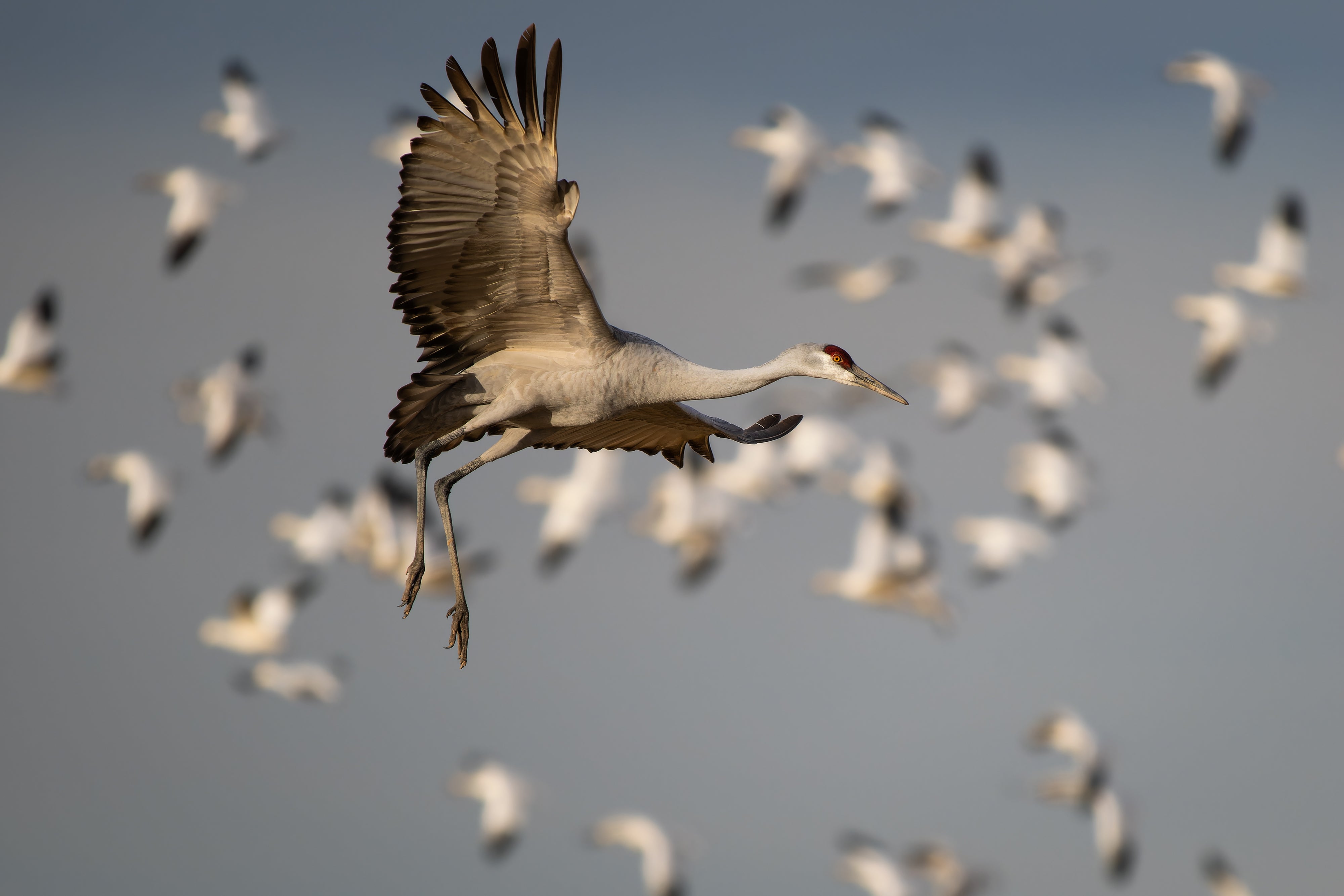 2027 Mastering Birds in Flight - New Mexico