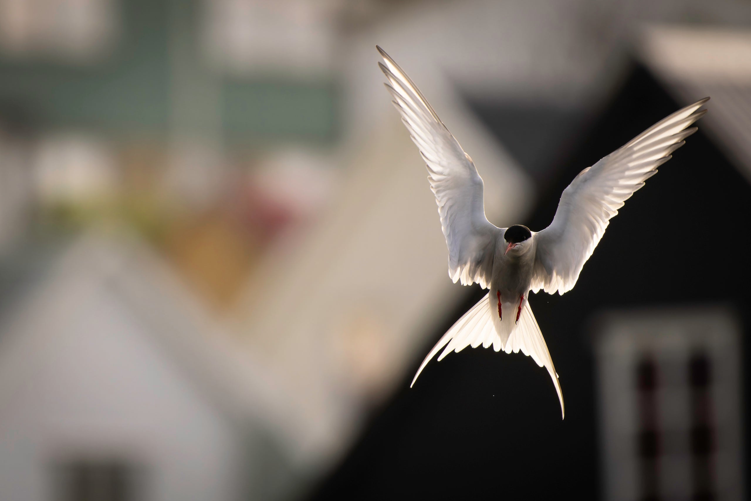 Mastering Birds in Flight