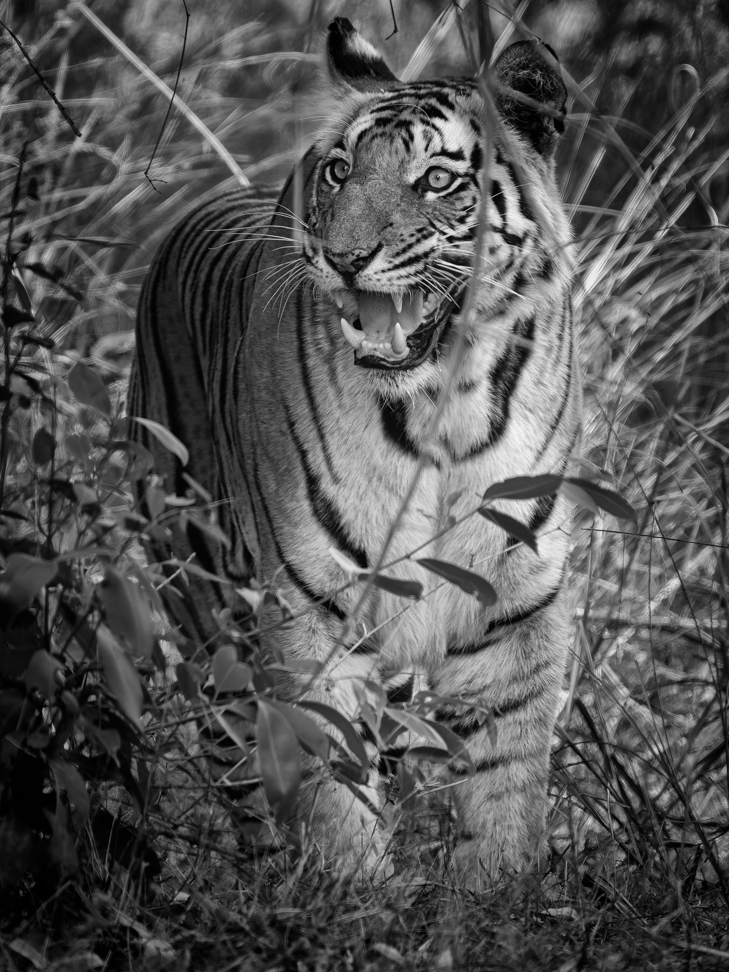 2027 Grand India Adventure - OM System Only: Master Fieldcraft Workshop