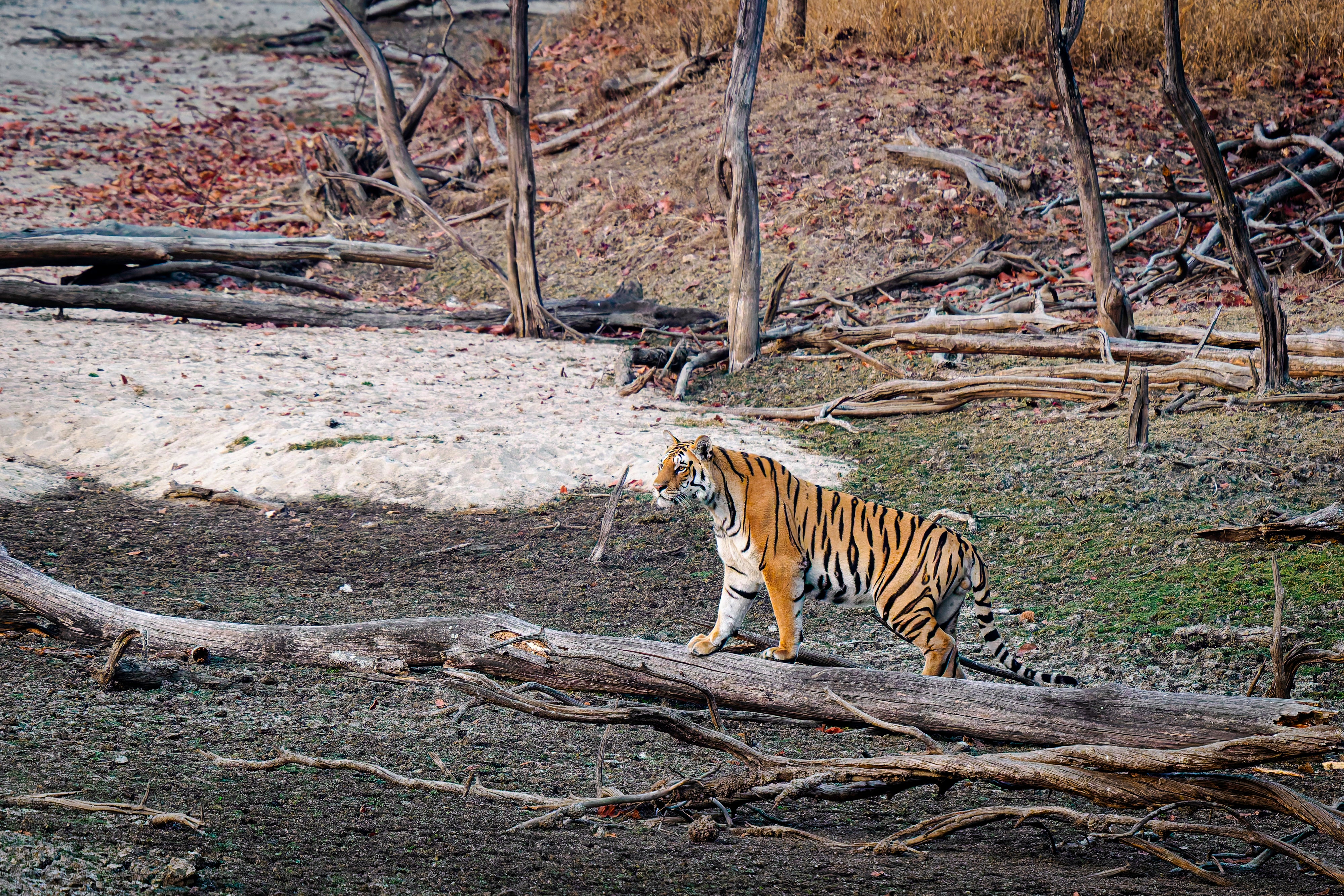 2027 Grand India Adventure - OM System Only: Master Fieldcraft Workshop