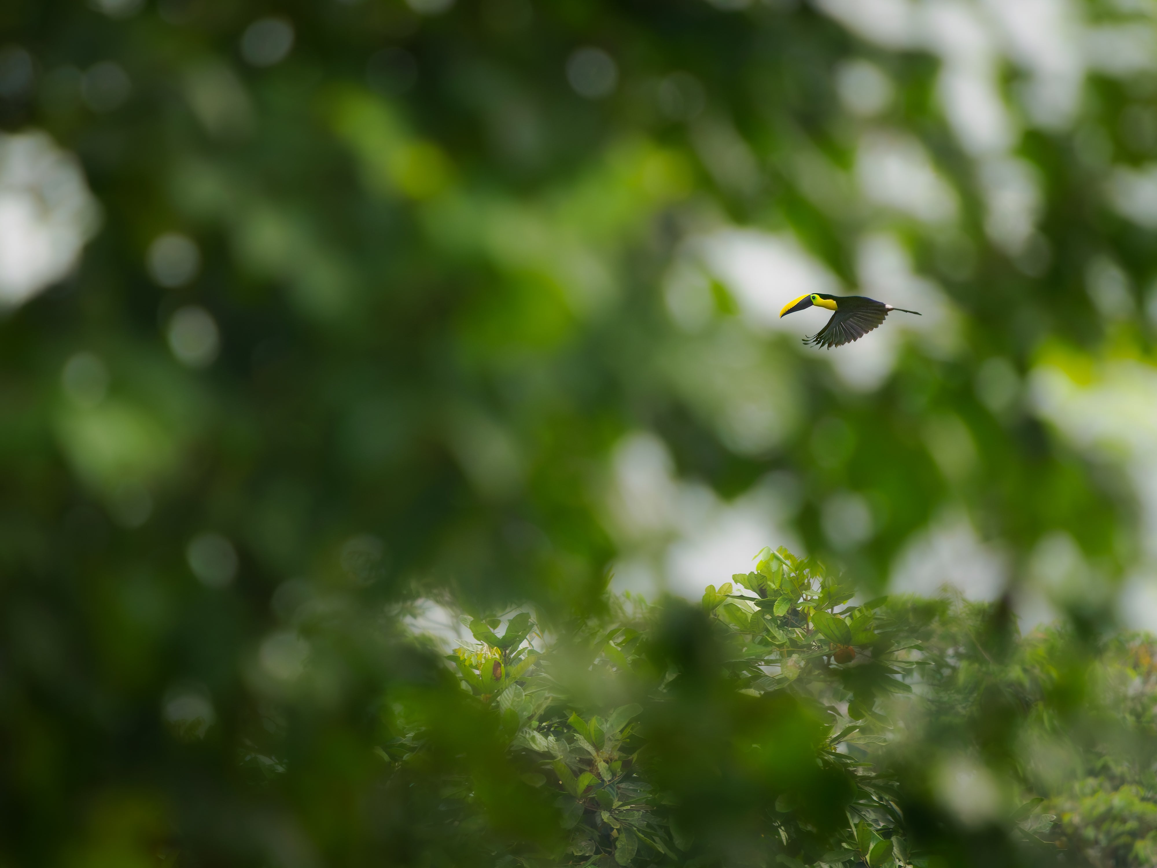 Toucan in Trees.jpg