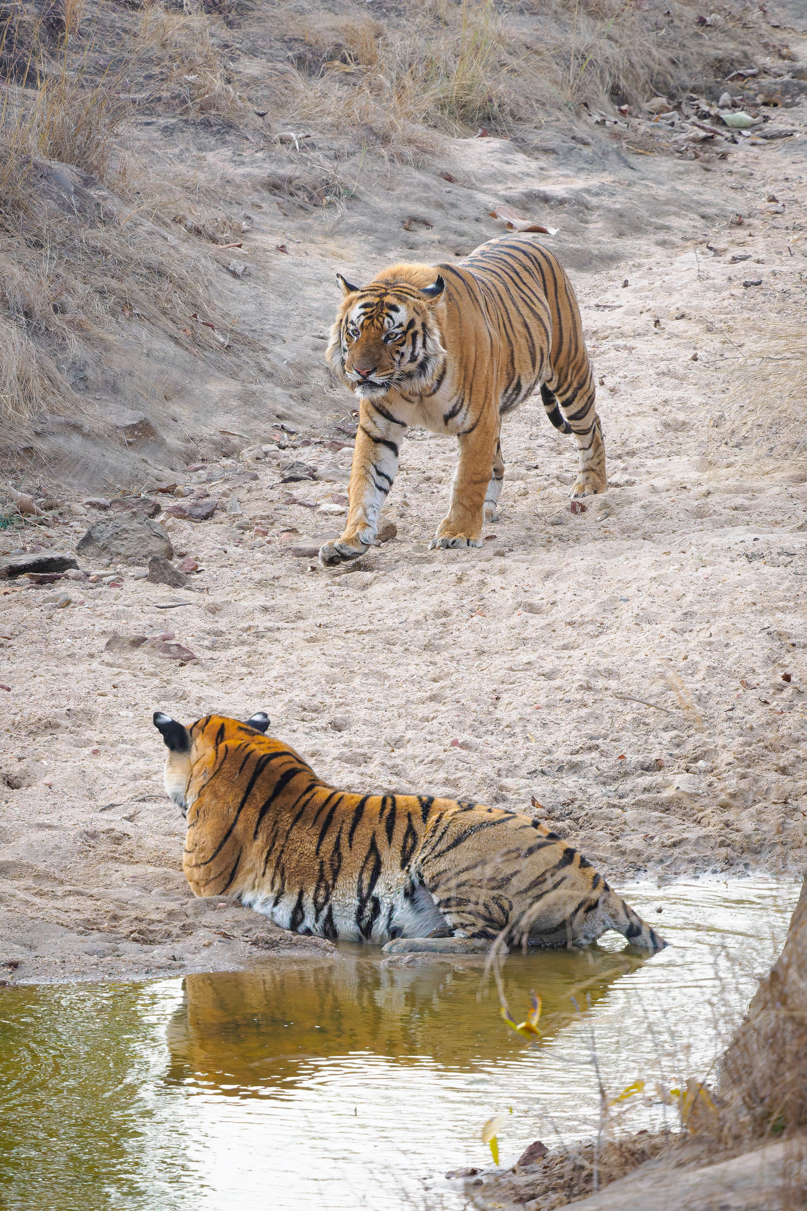 2027 Grand India Adventure - OM System Only: Master Fieldcraft Workshop