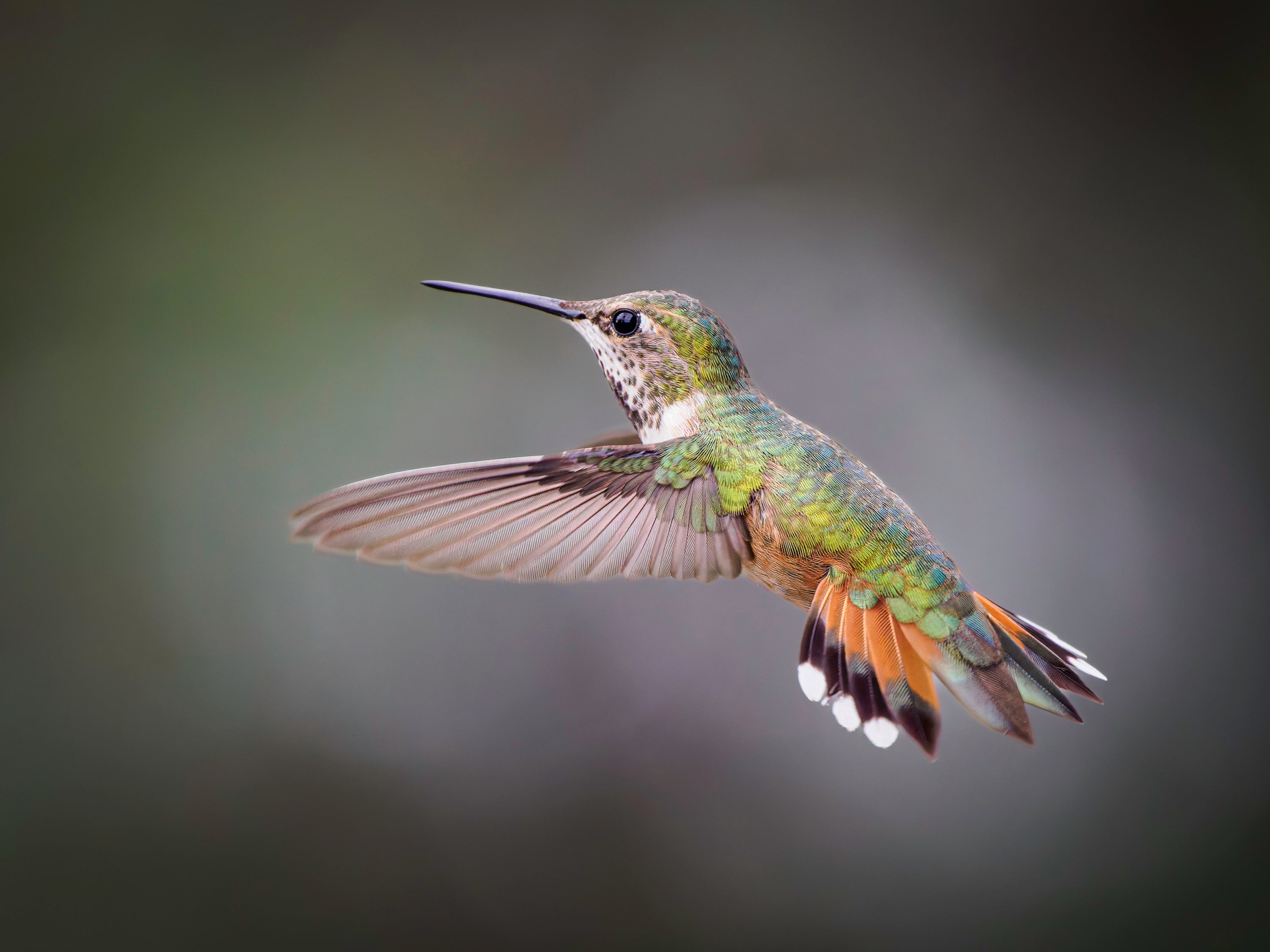 Mastering Hummingbird Photography