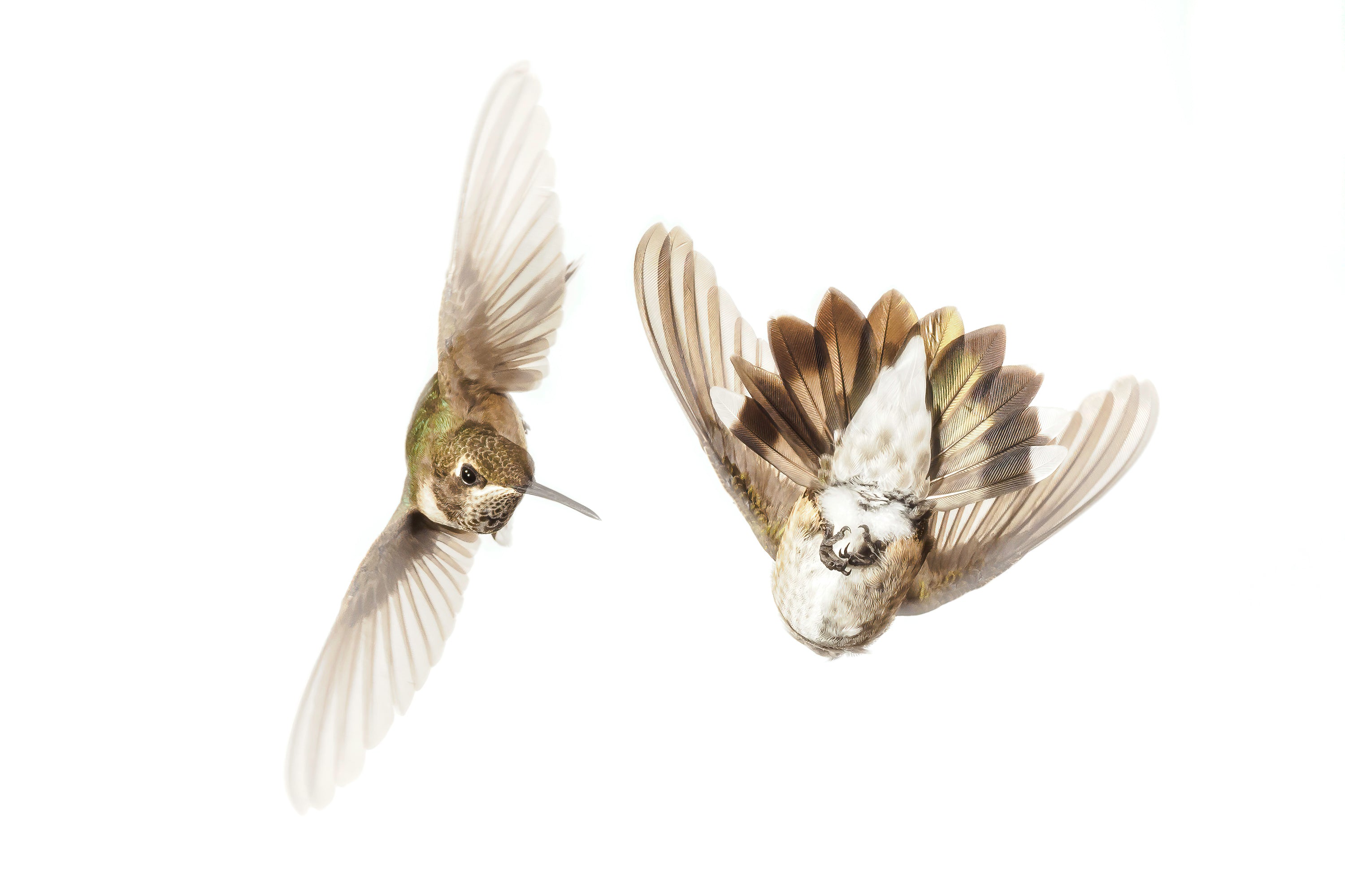 Mastering Hummingbird Photography