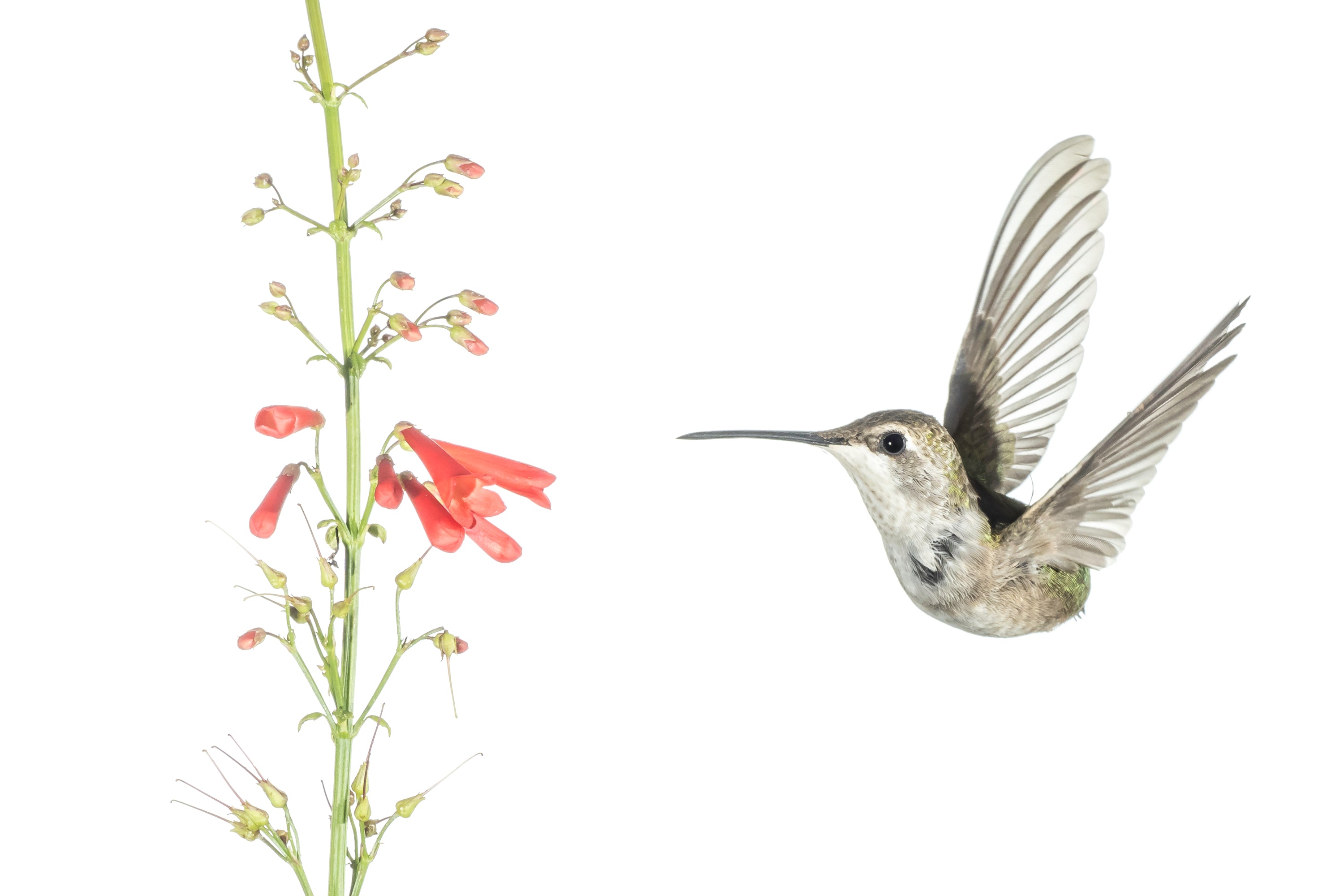 Mastering Hummingbird Photography
