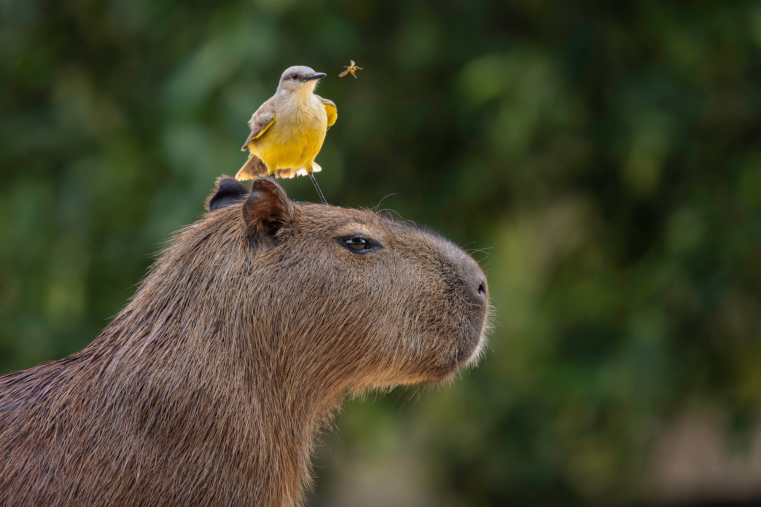 cig-cozy-gallery-153472fu-Wildlife_Horizontal-8-hd.jpg