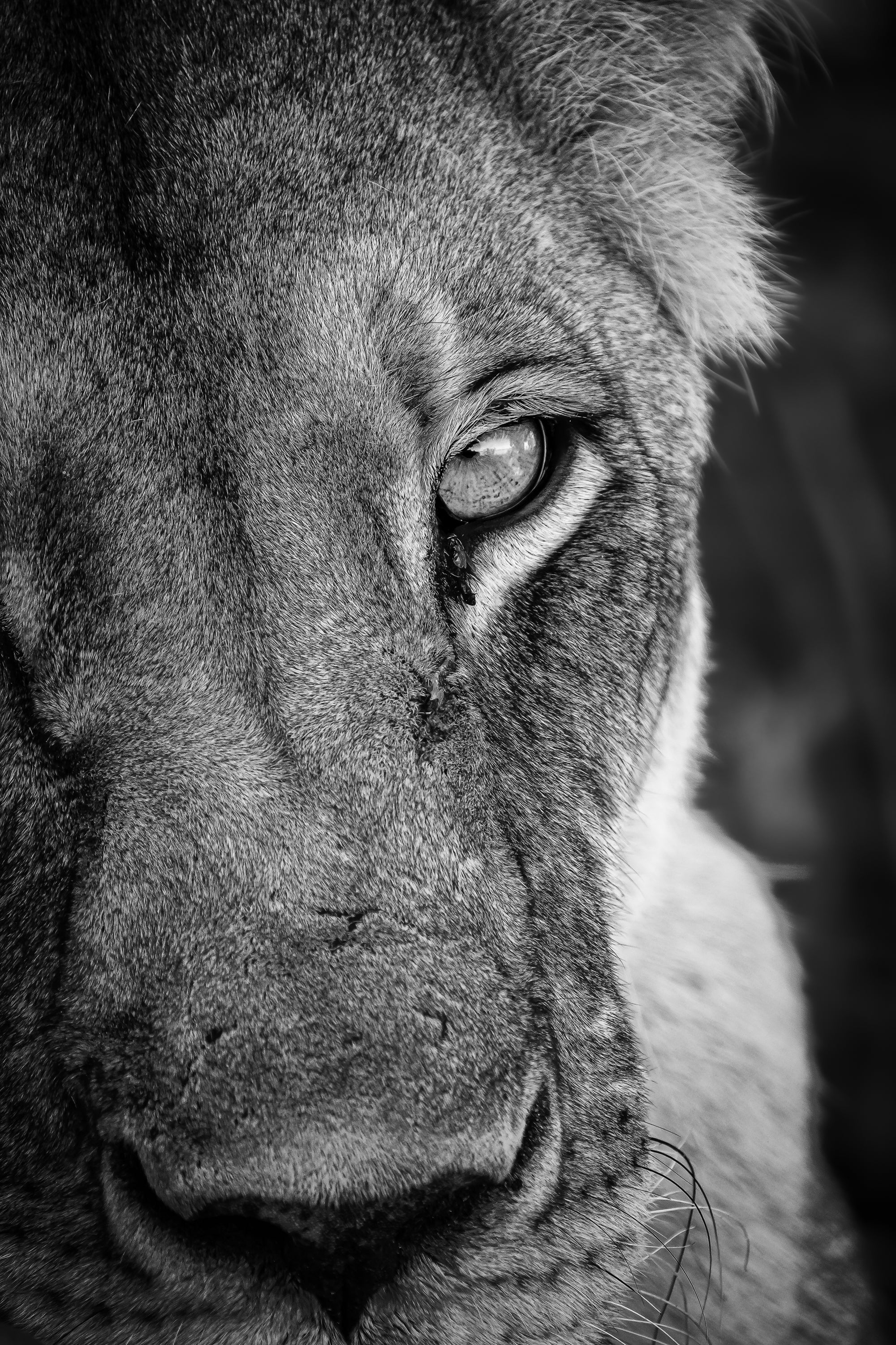 cig-cozy-gallery-15347V2z-Wildlife_Vertical-16-hd.jpg