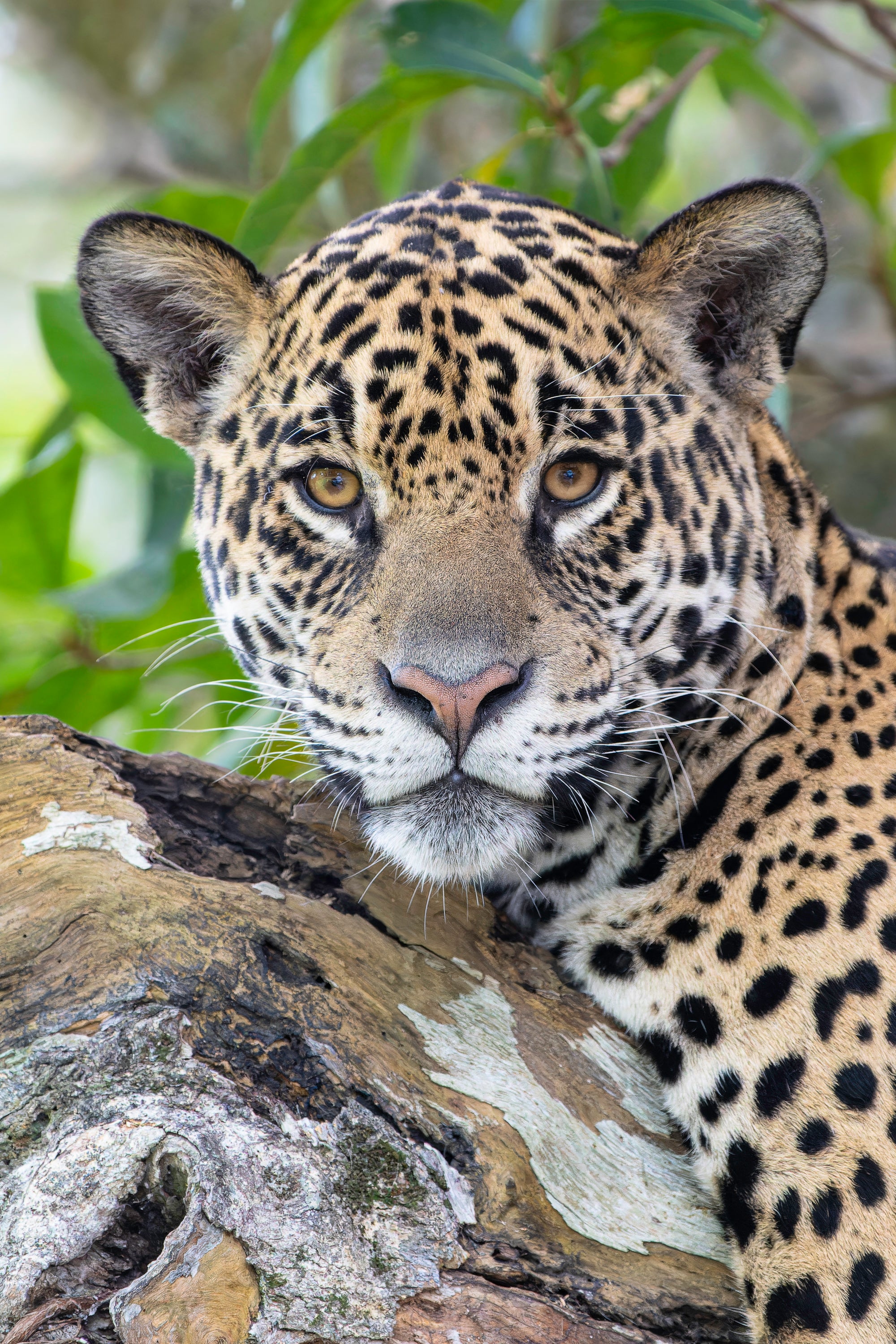 cig-cozy-gallery-15347cKK-Wildlife_Vertical-5-hd.jpg