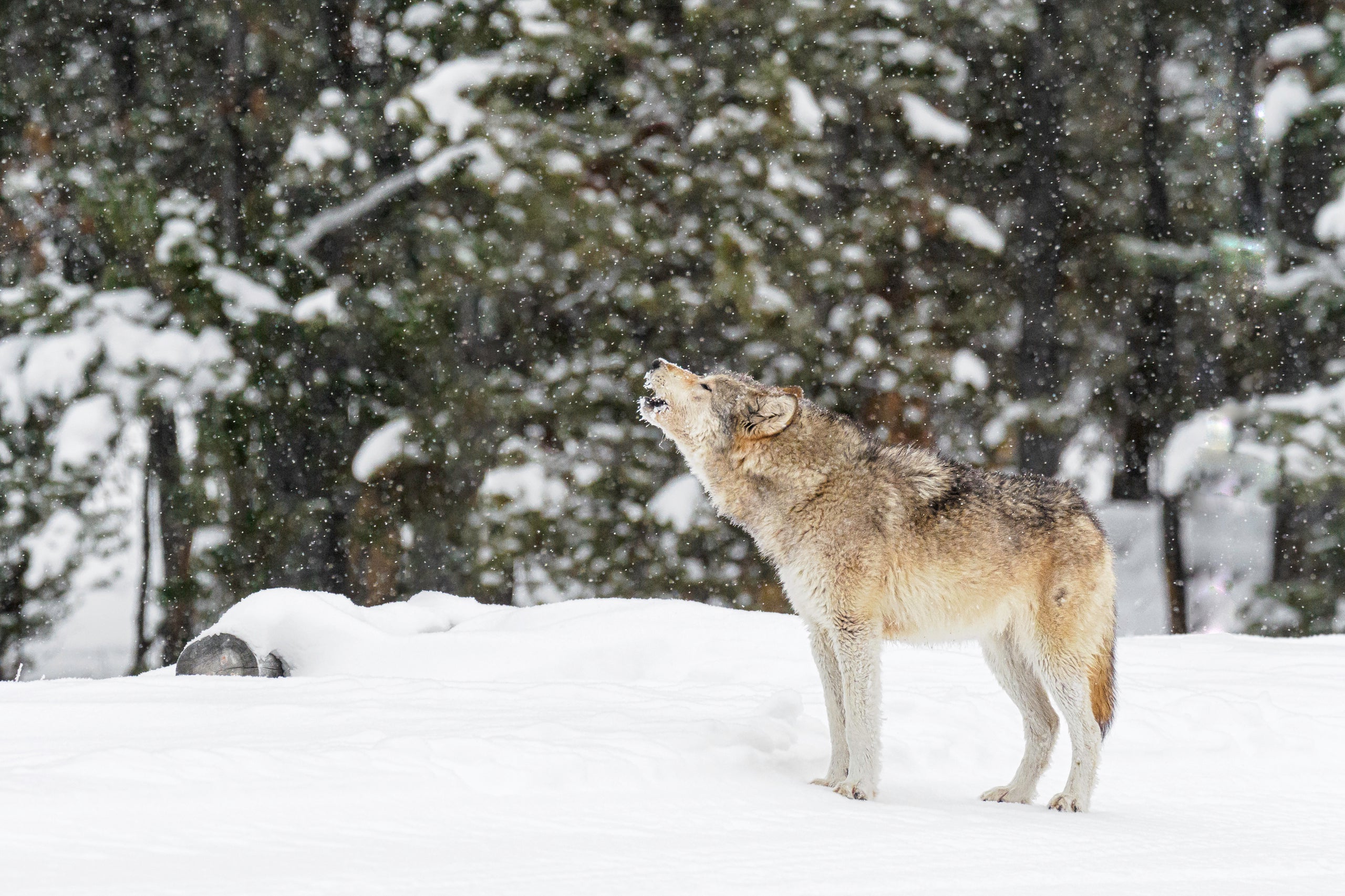 cig-cozy-gallery-15347ncU-Wildlife_Horizontal-53-hd.jpg