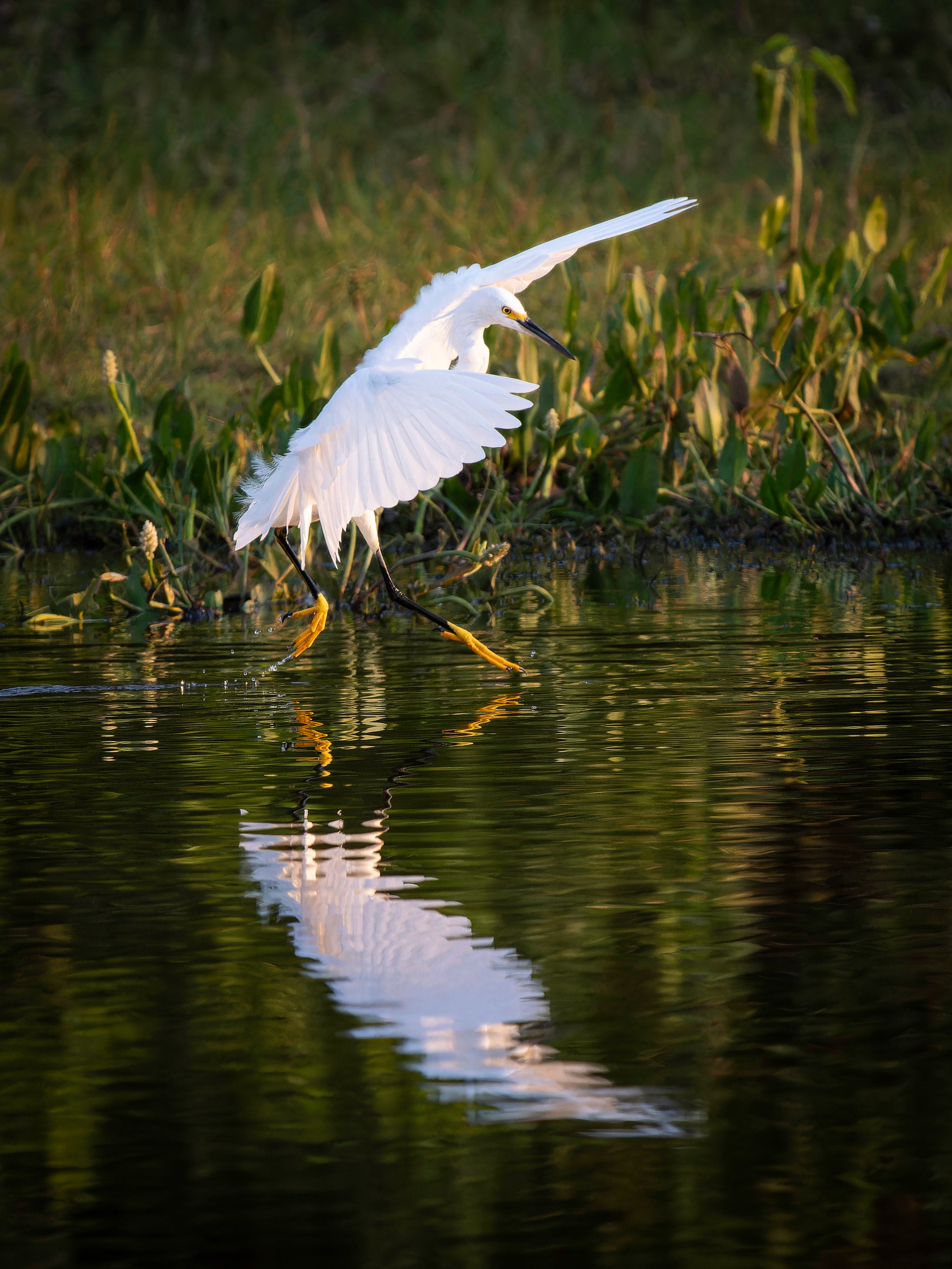 cig-cozy-gallery-15347q4A-Wildlife_Vertical-2-hd.jpg