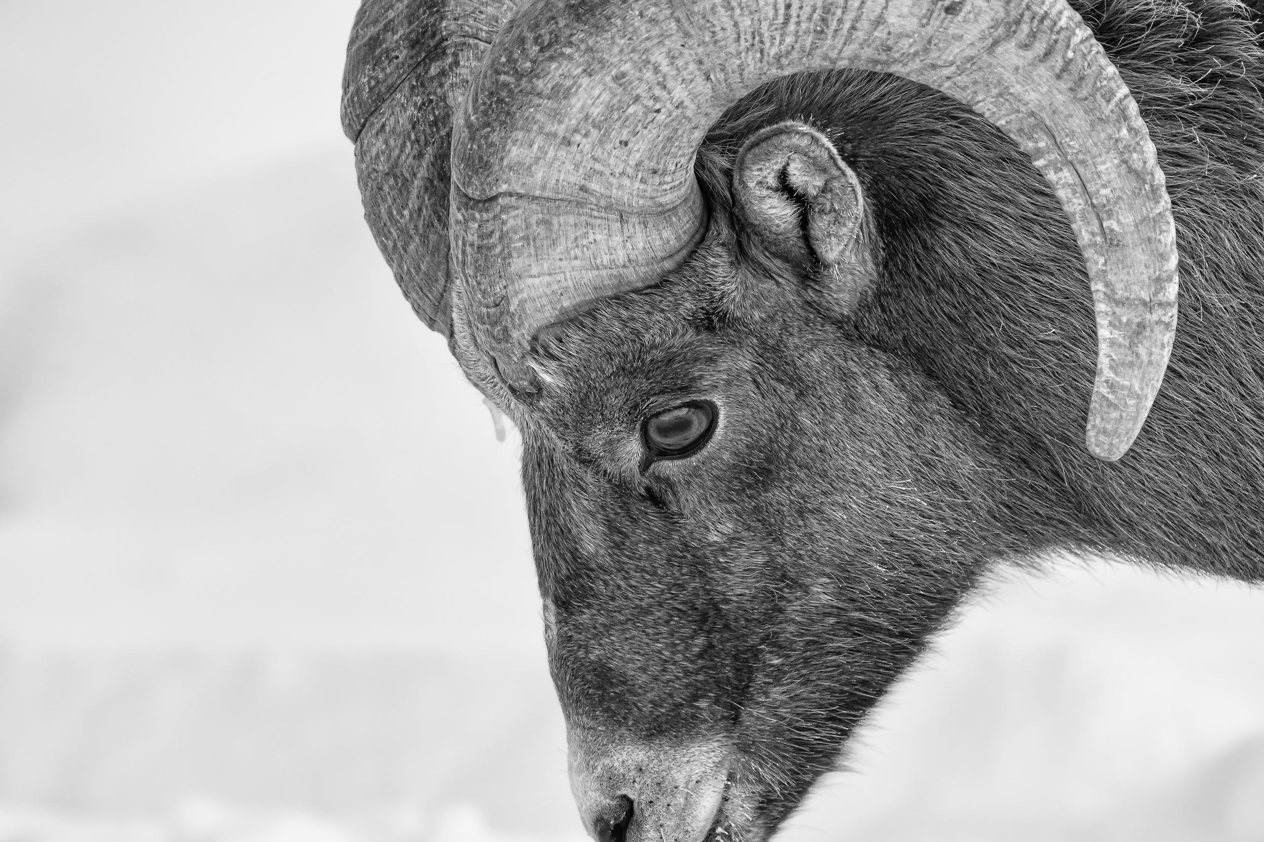cig-cozy-gallery-15347tAe-Wildlife_Horizontal-30-hd.jpg